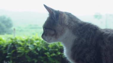 Çay tarlasında siyah çizgili şirin beyaz ve gri bir kedinin yüzünü kapatın.