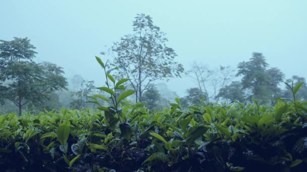 Esővíz Esőzése Elkezdte Áztatni Teaültetvényeket Azon Napon Ami Éjszaka Kezdődött — Stock videók