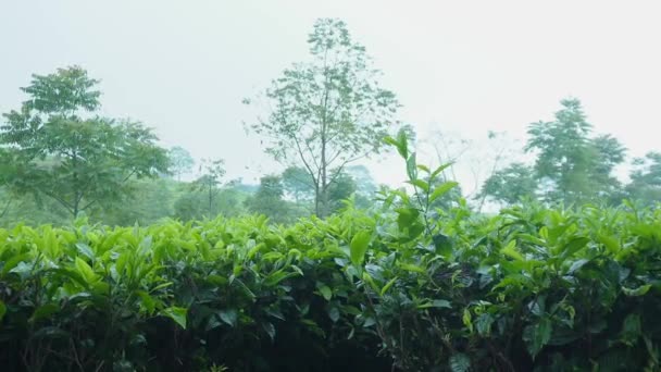 Чайне Листя Ширяє Вітрі Зелених Красивих Чайних Плантаціях — стокове відео