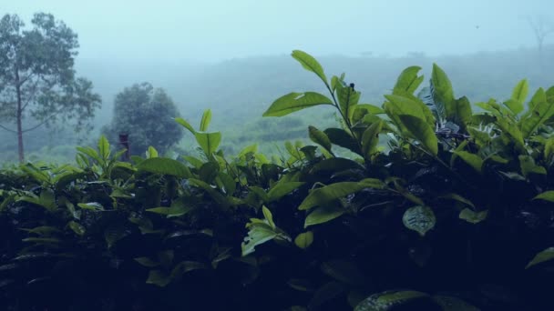 Mżawka Wody Deszczowej Zaczęła Zalewać Plantację Herbaty Dniu Który Zaczął — Wideo stockowe