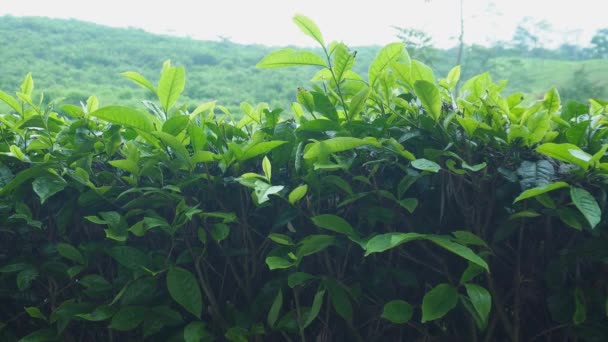 Чайные Листья Качаются Ветру Зеленых Красивых Чайных Плантациях — стоковое видео
