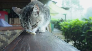 Siyah çizgili beyaz ve gri bir kedi çay tarlasında yemek yiyor.