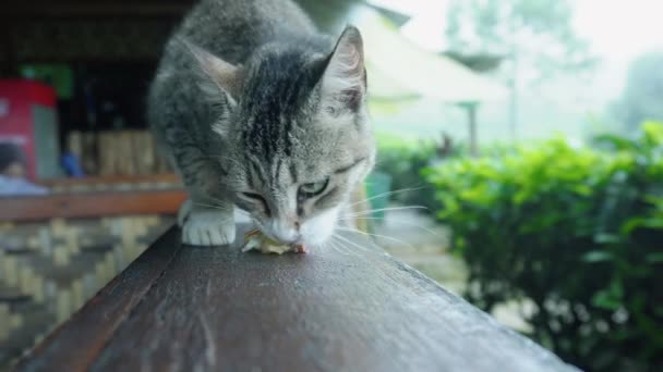 Een Witte Grijze Kat Met Zwarte Strepen Eet Een Theeplantage — Stockvideo