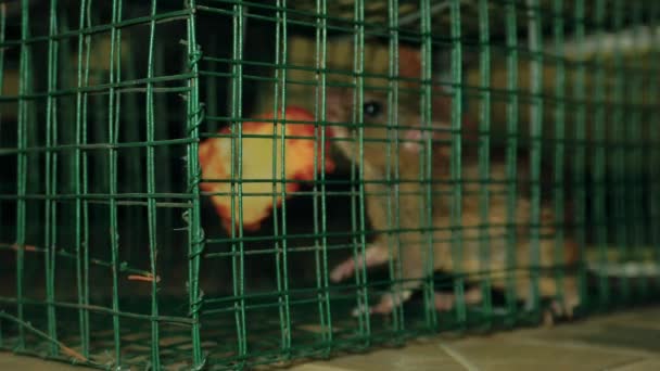 Myš Uvězněná Pasti Myši Temném Pokoji Noci — Stock video