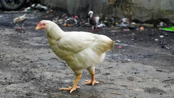 Şişman, beyaz tüylü bir tavuk kafese konmadan özgürce dolaşır.