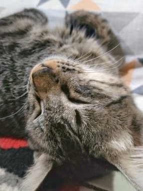 Gri çizgili şirin bir kedinin yakın plan yüzü uyuyor.
