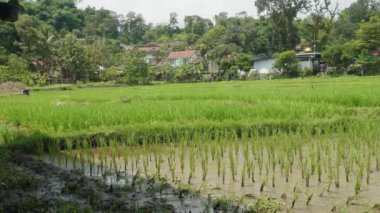 Kırsal bölgedeki pirinç tarlası atmosferi.