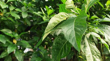 Bir bahçede yağmur damlacıkları ile ıslatıldıktan sonra acı yaprağın (Vernonia amigdalina) kaplanması