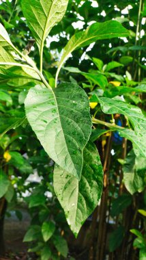 Bir bahçede yağmur damlacıkları ile ıslatıldıktan sonra acı yaprağın (Vernonia amigdalina) kaplanması