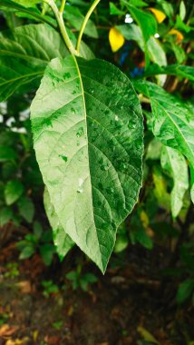Bir bahçede yağmur damlacıkları ile ıslatıldıktan sonra acı yaprağın (Vernonia amigdalina) kaplanması