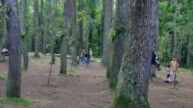 Bandung, Endonezya - 3 Ağustos 2024; Ziyaretçiler, çam ormanları botanik parkındaki çeşitli faaliyetleriyle atmosferin tadını çıkarıyorlar