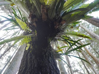 Çam ağacının gövdesinde kuş yuvası eğreltiotu
