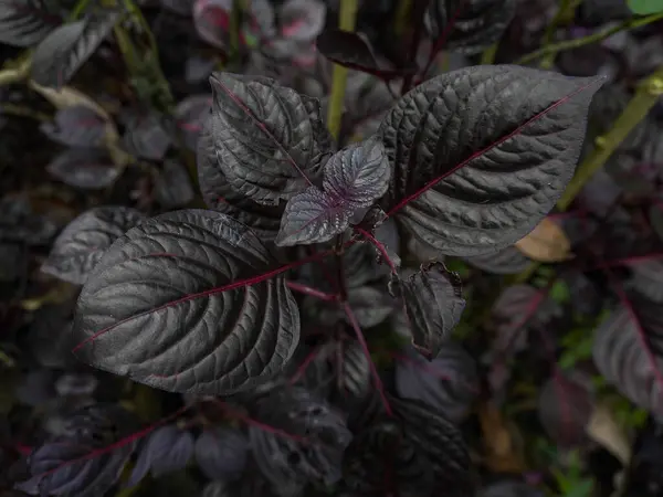 stock image closeup of the texture and grain of the Iresine herbtii (bloodleaf) plant, its striking foliage makes it a beautiful addition indoors or outdoors