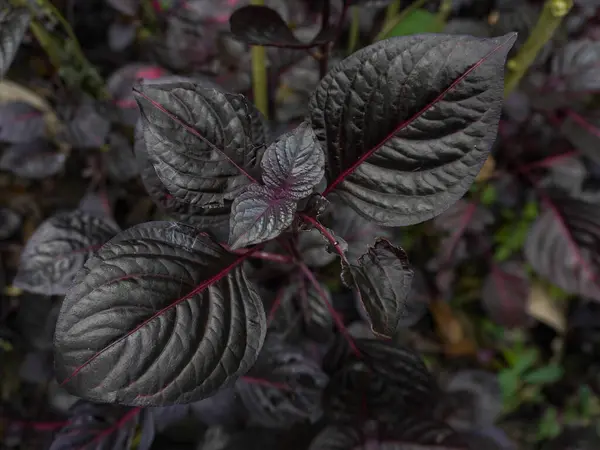 stock image closeup of the texture and grain of the Iresine herbtii (bloodleaf) plant, its striking foliage makes it a beautiful addition indoors or outdoors