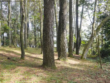 Güneşli bir günde çam ağaçları. Çam ağacı özü tiner olarak işlenebilir. Bu arada ahşap, kibrit, kağıt vs. yapımında kullanışlı.