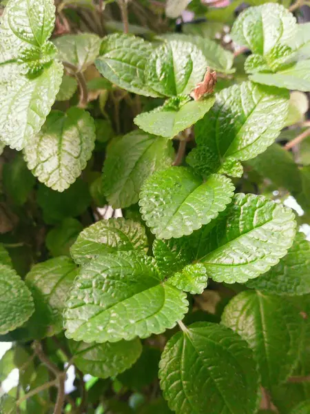 stock image fresh mint or menthol green ornamental plants (Pilea nummulariifolia)