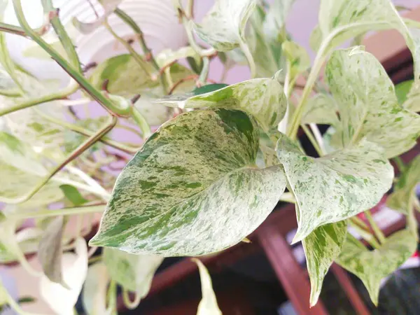 Stock image Hanging ornamental plant of pothos or marble queen