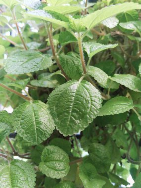 taze nane veya mentollü yeşil süs bitkileri (Pilea nummulariifolia)