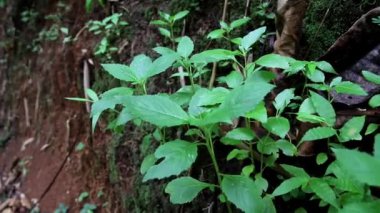 Yeşil sintrong yaprakları (Crassocephalum crepidioides). Sintrong yaprağı geleneksel Endonezya tıbbıdır.