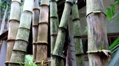 Bambu ağaçlarına yakın çekim, bambu ormanlarındaki uzun bambu ağaçları.