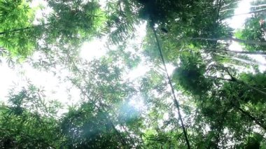 Gün boyunca yaprakları gölgeli uzun bambu ağaçlarının altında dönen kamera hareketleri.