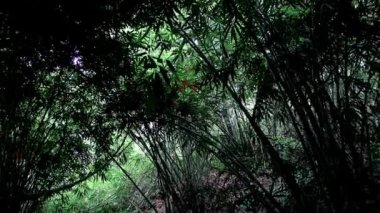 Bambu ormanı atmosferi, uzun bambu ağaçları.