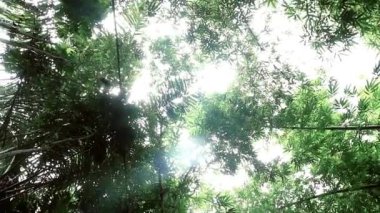 Gün boyunca yaprakları gölgeli uzun bambu ağaçlarının altında dönen kamera hareketleri.