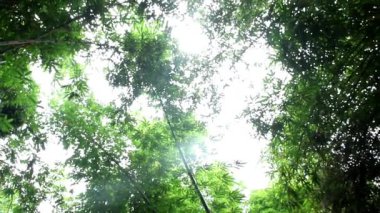 Gün boyunca yaprakları gölgeli uzun bambu ağaçlarının altında dönen kamera hareketleri.