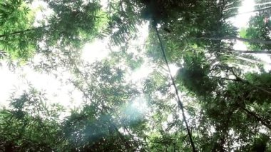 Gün boyunca yaprakları gölgeli uzun bambu ağaçlarının altında dönen kamera hareketleri.