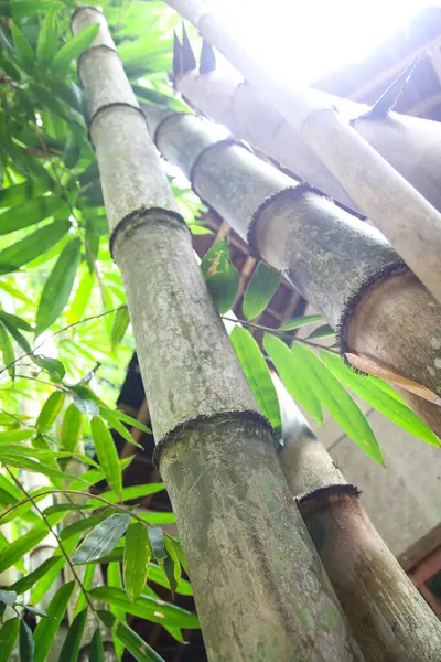 Bambu ağaçlarına yakın çekim, bambu ormanlarındaki uzun bambu ağaçları.