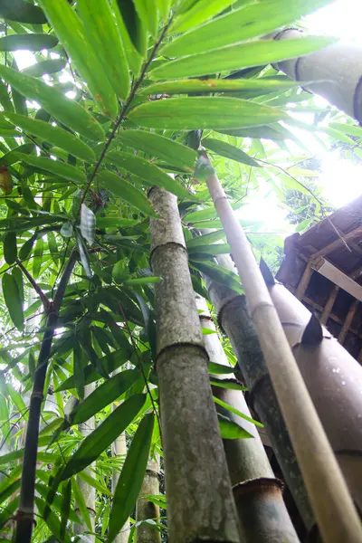 Bambu ağaçlarına yakın çekim, bambu ormanlarındaki uzun bambu ağaçları.
