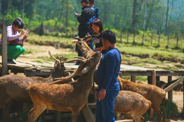 Bandung, Endonezya - 20 Ağustos 2019: Bir ziyaretçi, Ranca Upas, Ciwidey 'deki bir geyik çiftliğinde yiyecek isteyen bir çifti besliyor