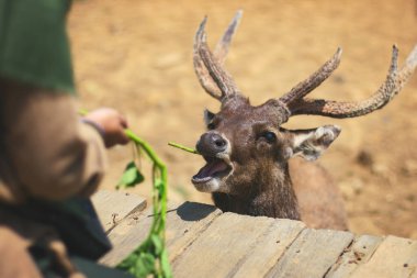 Bir geyik, Endonezya 'nın batısındaki Ranca Ciwidey' de geyik besleyen bir turist tarafından yapraklarla beslenir.