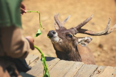 A deer is fed leaves by a visitor to the deer breeding tourist spot at Ranca Upas Ciwidey, West Java, Indonesia clipart