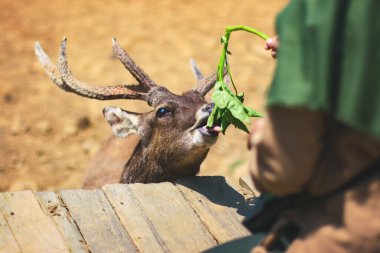 A deer is fed leaves by a visitor to the deer breeding tourist spot at Ranca Upas Ciwidey, West Java, Indonesia clipart