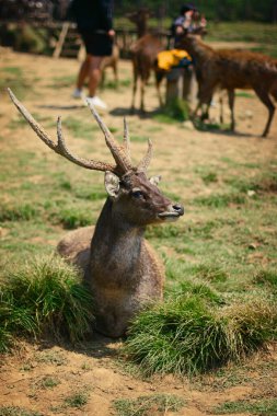 deer breeding area at Ranca Upas Ciwidey Bandung, Indonesia. The captive deer is a type of Timor Deer (Cervus timorensis), so it is a special attraction for tourists clipart