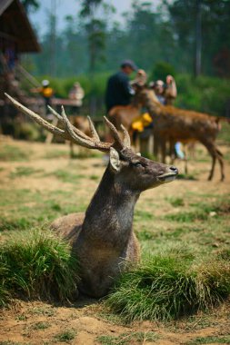 deer breeding area at Ranca Upas Ciwidey Bandung, Indonesia. The captive deer is a type of Timor Deer (Cervus timorensis), so it is a special attraction for tourists clipart