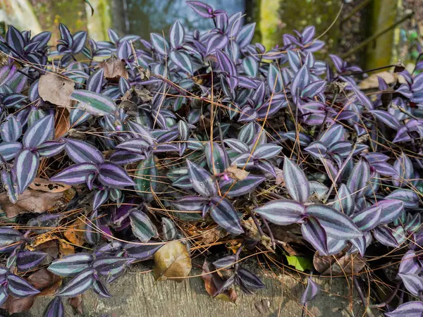 Zebrakraut asmaları veya çizgili otların (Tradescantia zebrina) daha önce Zebrina pendula olarak bilinen yakın çekimi