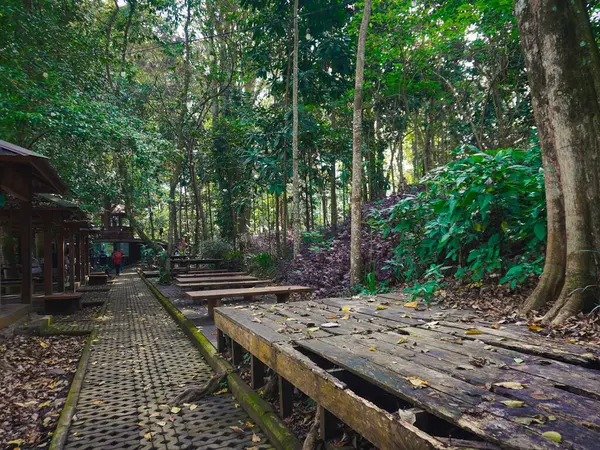 Grand Forest Park 'taki piknik alanı dökülen kuru yapraklarla dolu görünüyor.