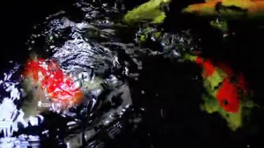 Balık havuzunda çeşitli renklerde büyük Koi balıkları, onlar topak topak yerken etrafta yüzerler.