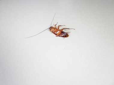 Ölü bir hamamböceği, çünkü üzerine böcek ilacı sıkılmış.