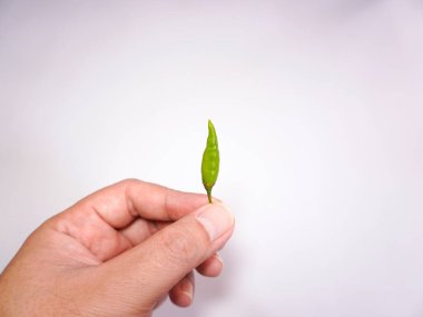 Taze çiğ çiğ biber tutan eller. Beyaz arkaplanda izole