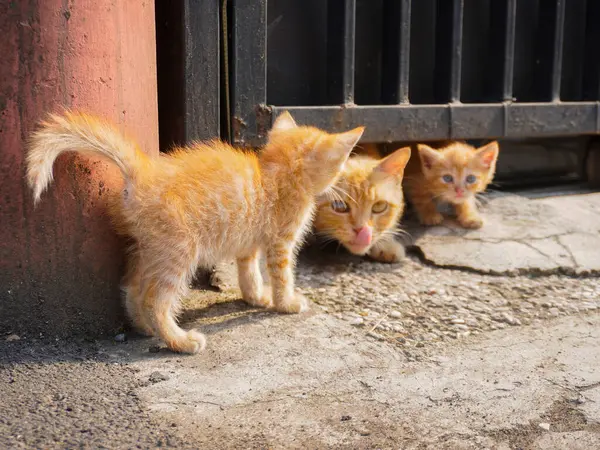 Turuncu kürklü iki sevimli kedi yavrusu ve sabahları anneleri evin etrafında.