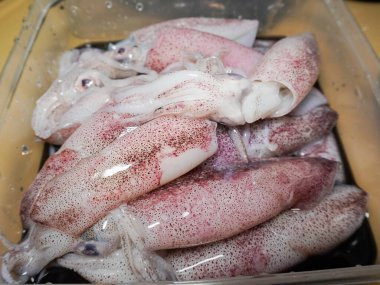 Taze mürekkep balığı. Mürekkep balığı ya da muhteşem mürekkep balığı. Plastik bir kasede güzelce birikmiş.