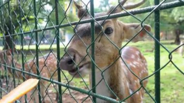 Geyik besleyen turist bölgesinde geyiklere havuç yedirmek.
