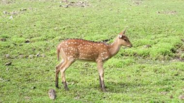 Bir geyik, Endonezya Bandung 'da bir geyik yetiştirme merkezinde yürüyor. Esaret altındaki geyik, Timor geyiğidir (Cervus timorensis)