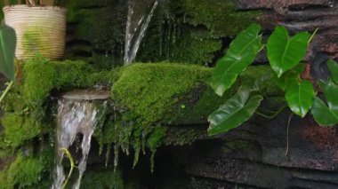 Bitkilerle, yosunlarla ve yapay kayalarla çevrili ev balığı havuzunda bir şelale.