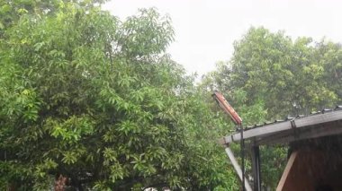 Şiddetli yağmur ve rüzgarın vurduğu ağaçlar bir konut kompleksinde bir parkta. Gün boyunca yağmur yağar 