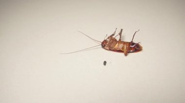 Ölmekte olan bir hamamböceği böcek ilacı sıktığı için neredeyse ölüyordu.