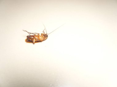 Ölmekte olan bir hamamböceği böcek ilacı sıktığı için neredeyse ölüyordu.